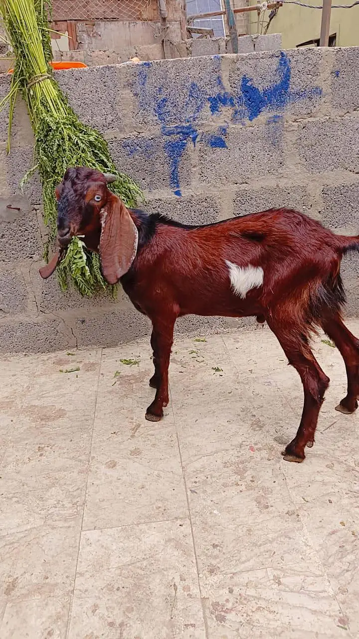 2 gulabi male female 1 gulabi dumba male 1 Punjab beetal bakra 1 fem — photo 10