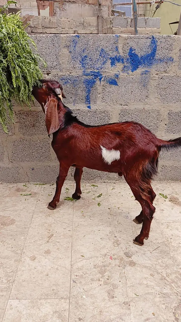2 gulabi male female 1 gulabi dumba male 1 Punjab beetal bakra 1 fem — photo 11