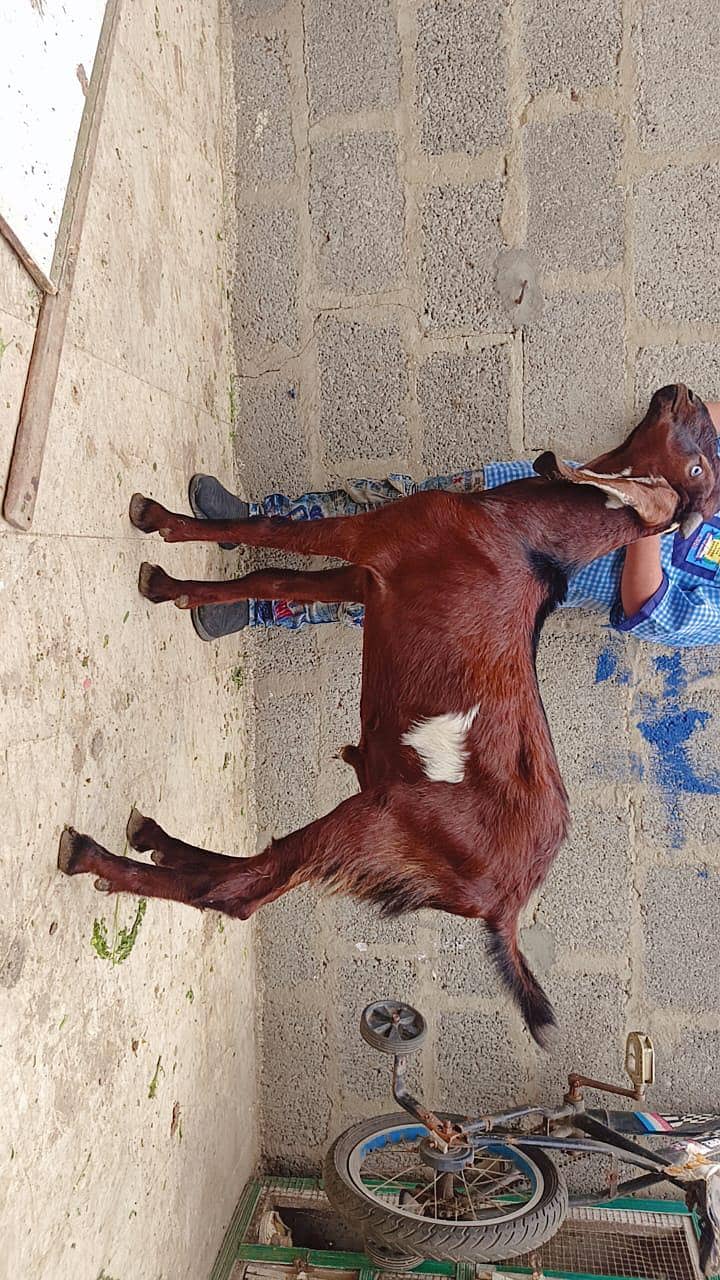 betaal bakra 1