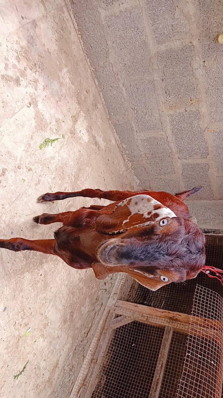 betaal bakra 2