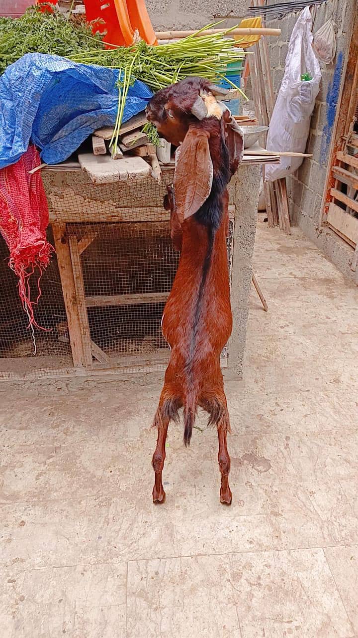 betaal bakra 3