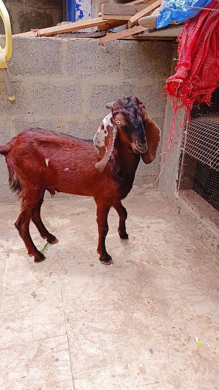 betaal bakra 4