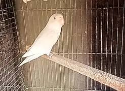 pastle male  forsell