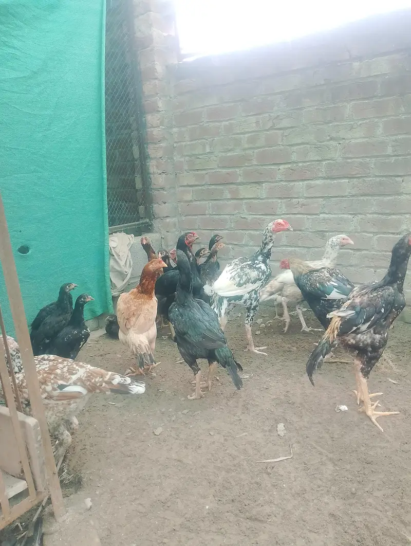 Pakistani aseel — photo 3