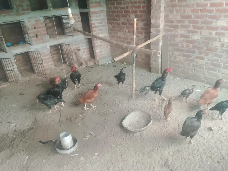 Pakistani aseel — photo 5