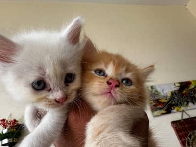 Persian kittens for sale