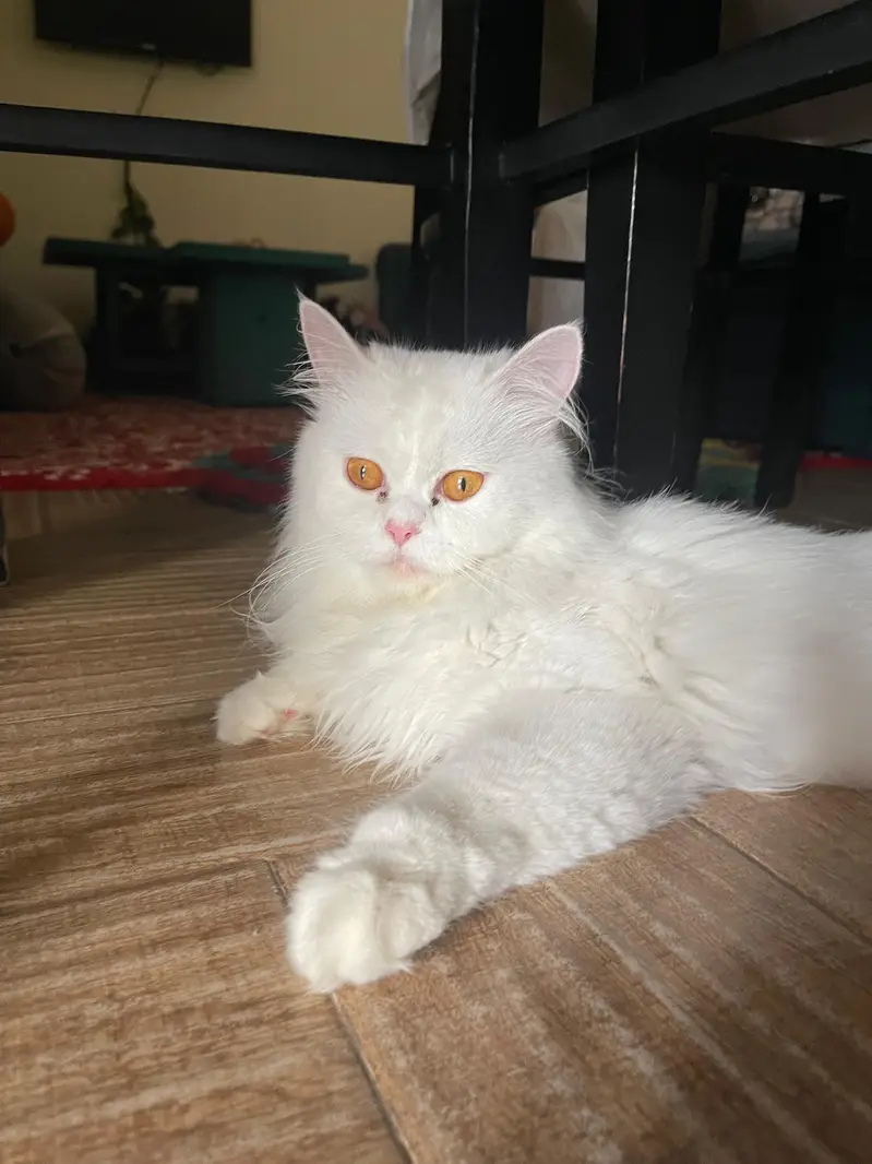 Persian kittens for sale — photo 2