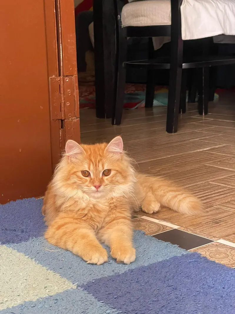 Persian kittens for sale — photo 3