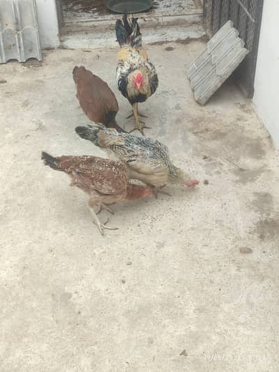 Rooster Hens