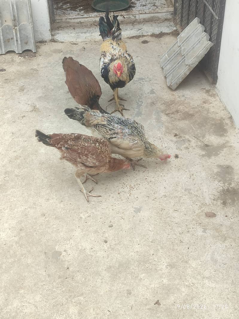 Rooster Hens 0