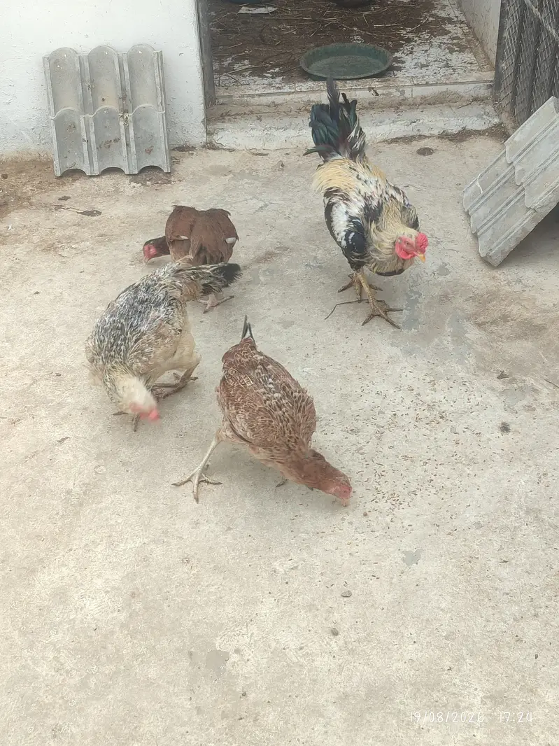 Rooster Hens — photo 2
