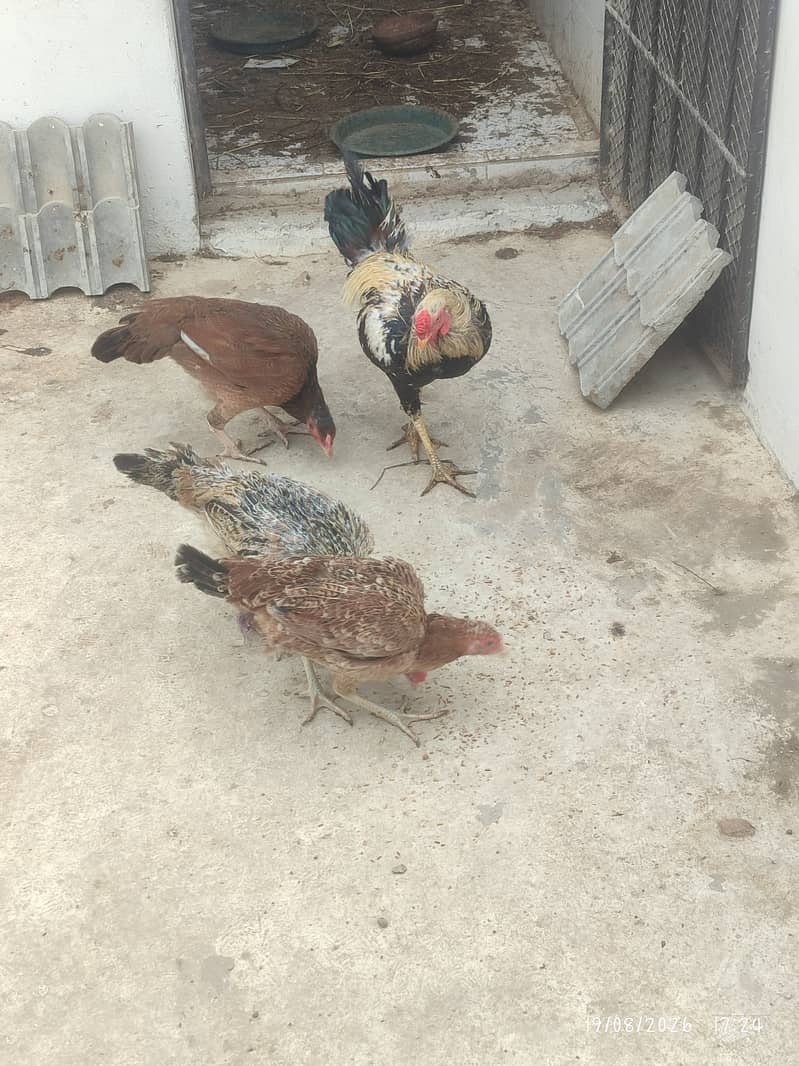 Rooster Hens 4