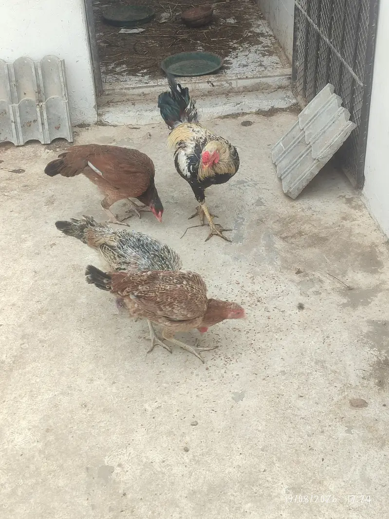 Rooster Hens — photo 5