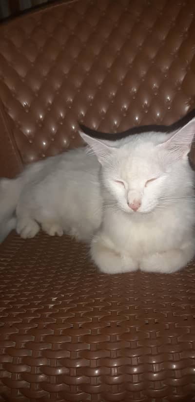 pregnent persian cat for sale