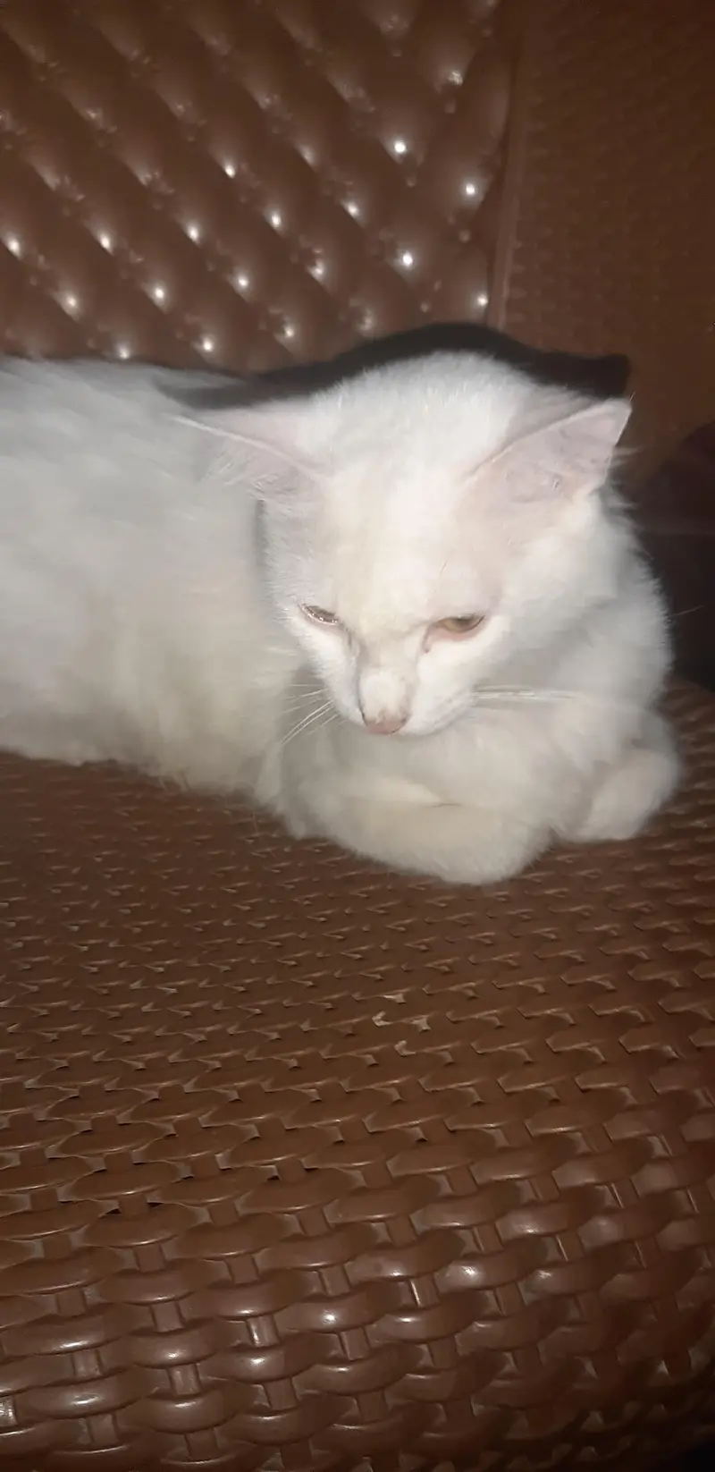 pregnent persian cat for sale — photo 2