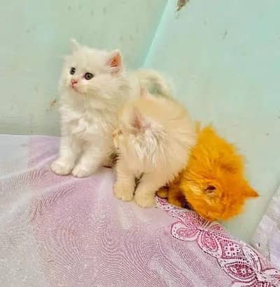 Persian kitten triple cot. for. . sale my WhatsApp03464290927