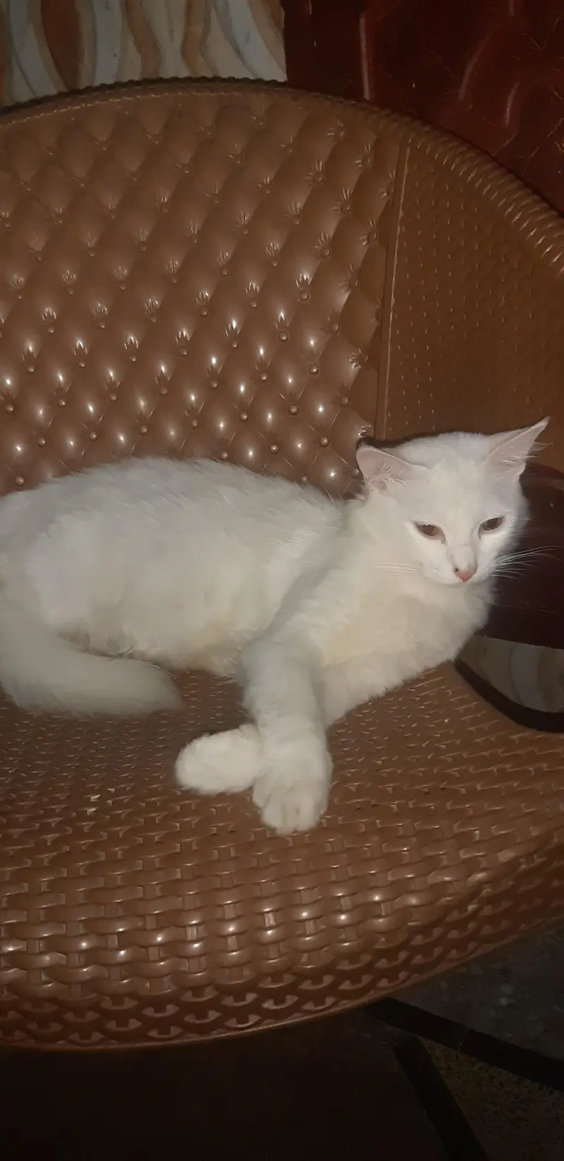 pregnent persian cat for sale — photo 3