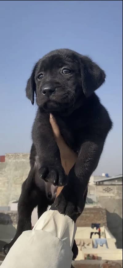 British labrador female puppy For sale