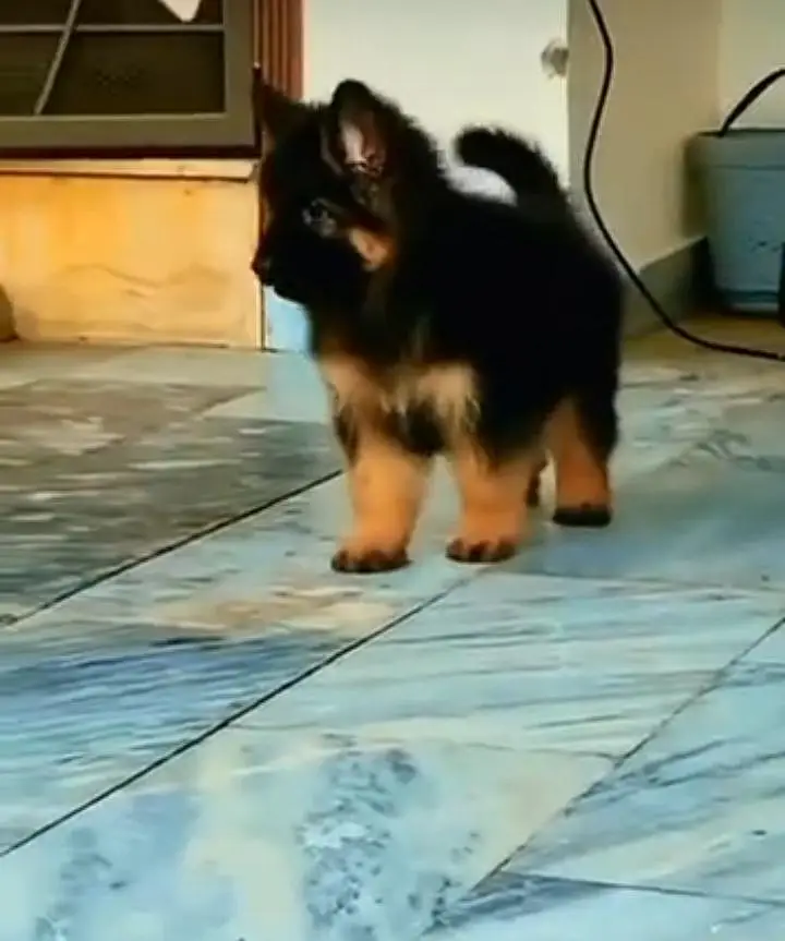 German Shepherd long coat puppies for sale my Wtp. . . — photo 2