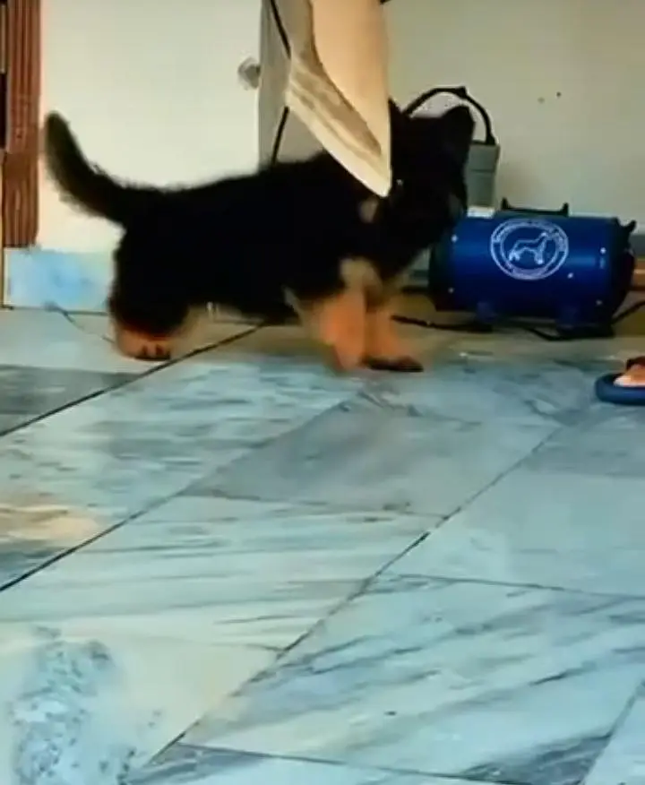 German Shepherd long coat puppies for sale my Wtp. . . — photo 3