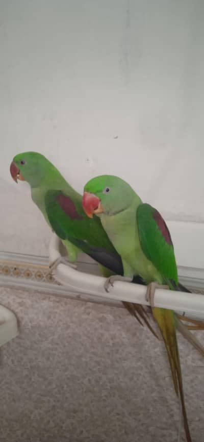 Raw parrot urgent sale