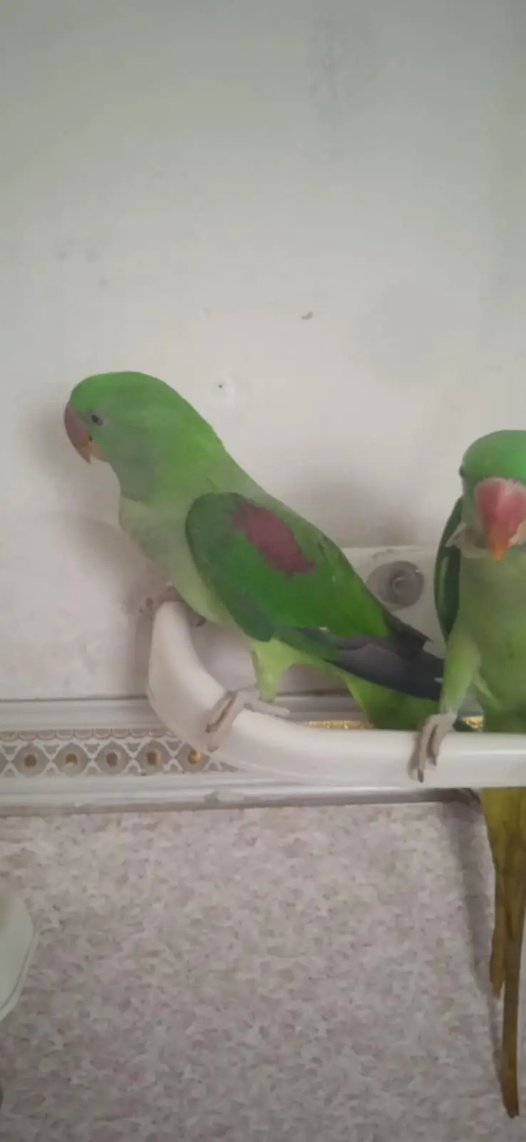 Raw parrot urgent sale — photo 2
