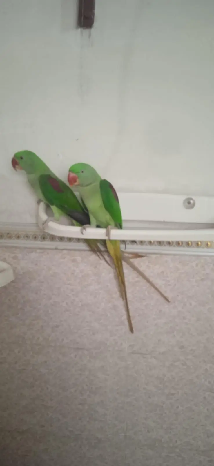 Raw parrot urgent sale — photo 3