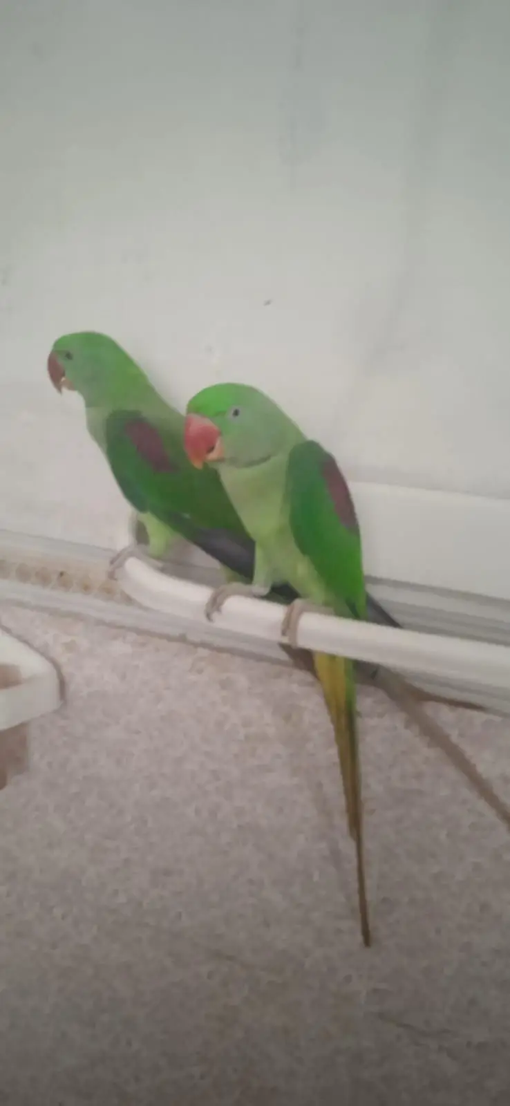 Raw parrot urgent sale — photo 4