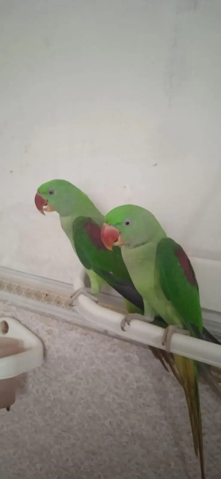 Raw parrot urgent sale — photo 5