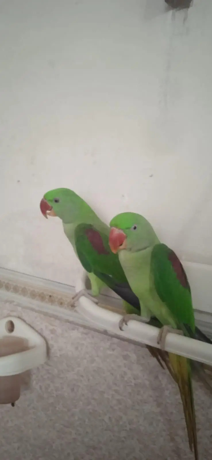 Raw parrot urgent sale — photo 6