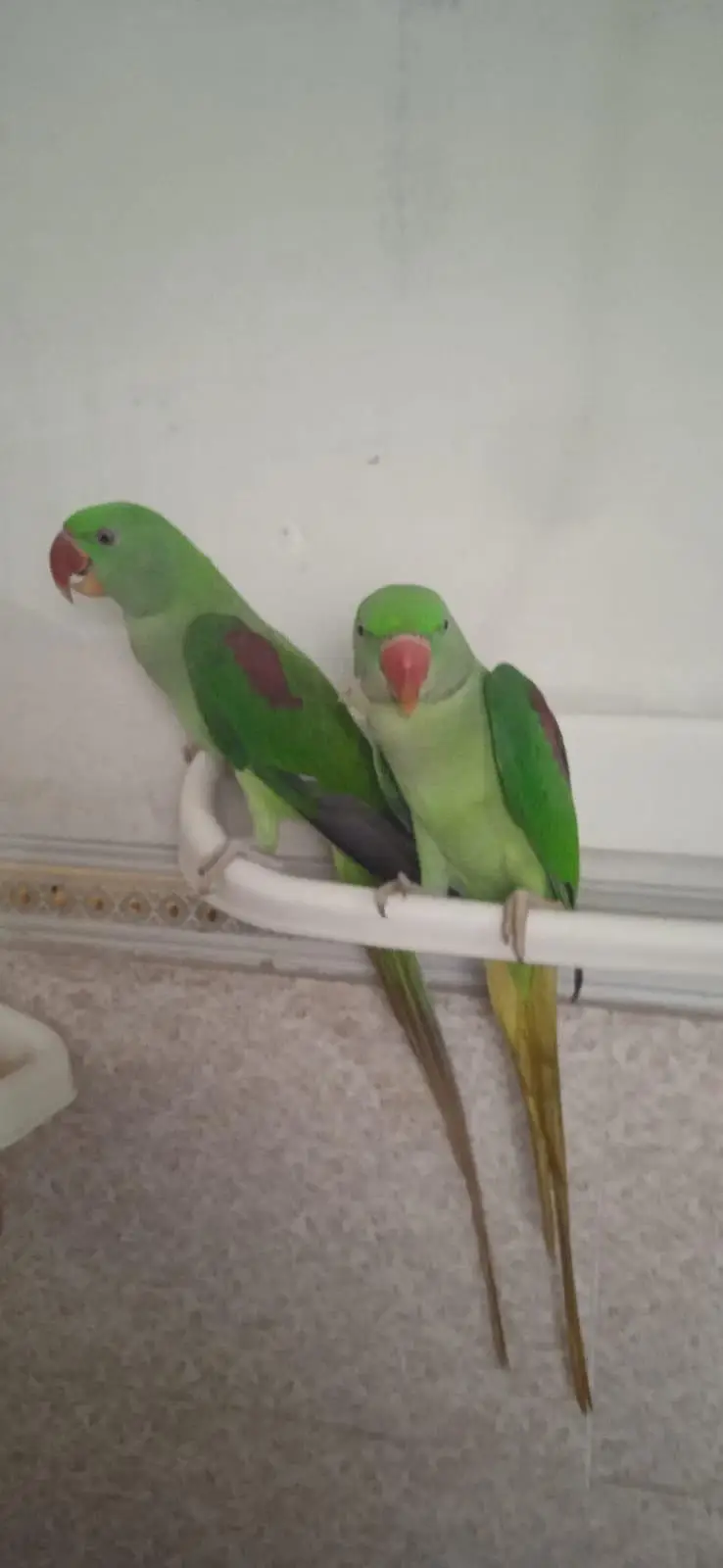 Raw parrot urgent sale — photo 7