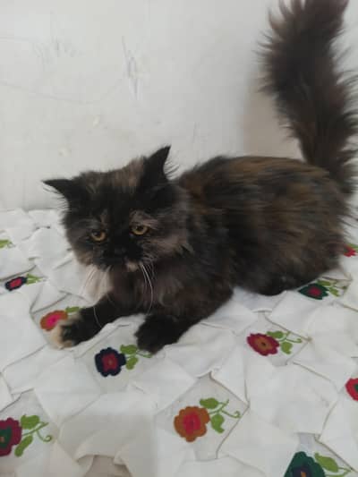 female Persian cat