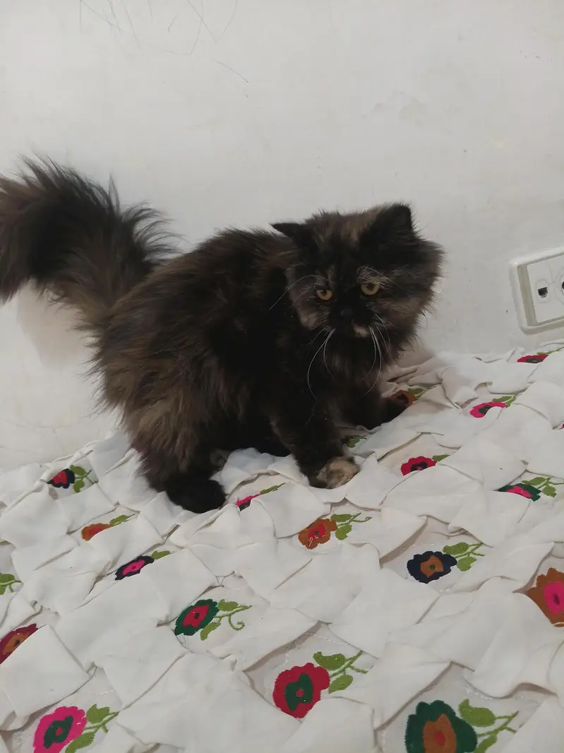 female Persian cat — photo 2