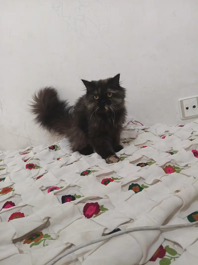 female Persian cat — photo 3