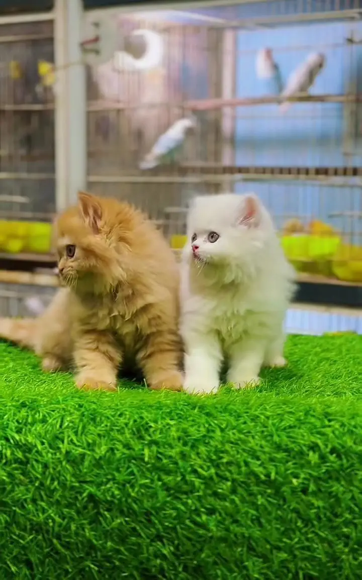 Persian kitten triple cot. for. . sale my WhatsApp03464290927 — photo 2