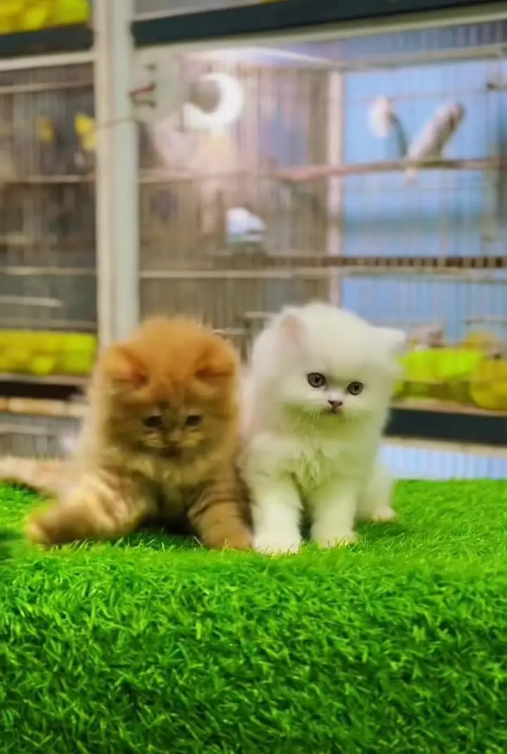 Persian kitten triple cot. for. . sale my WhatsApp03464290927 — photo 3