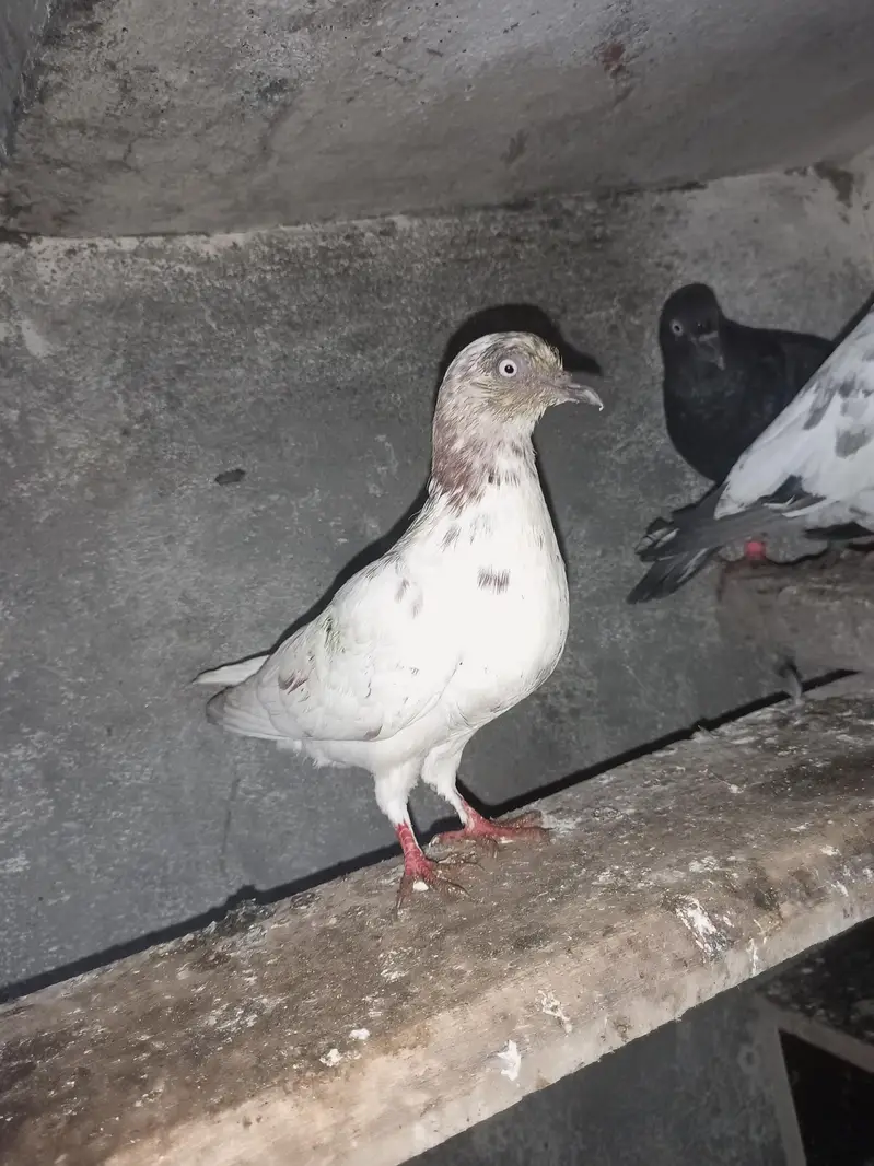 for sale Whatsapp 03125000521 — photo 2