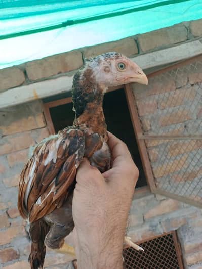 Pura lahka breed male phata sale