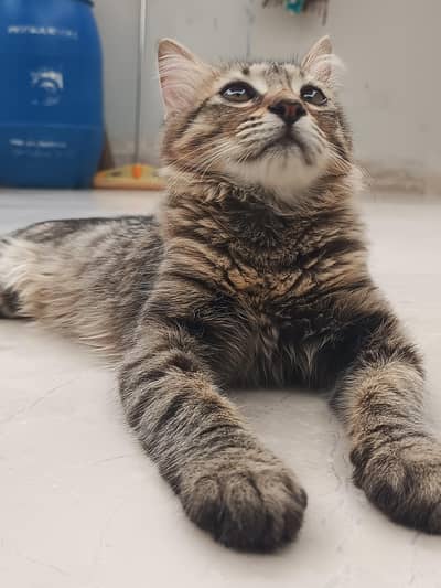 Brown Tabby Cat adpoted