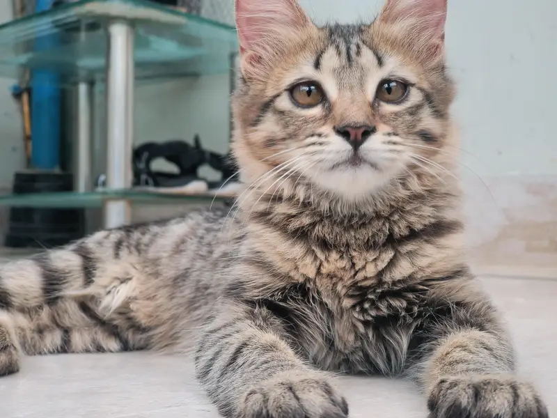 Brown Tabby Cat adpoted — photo 2