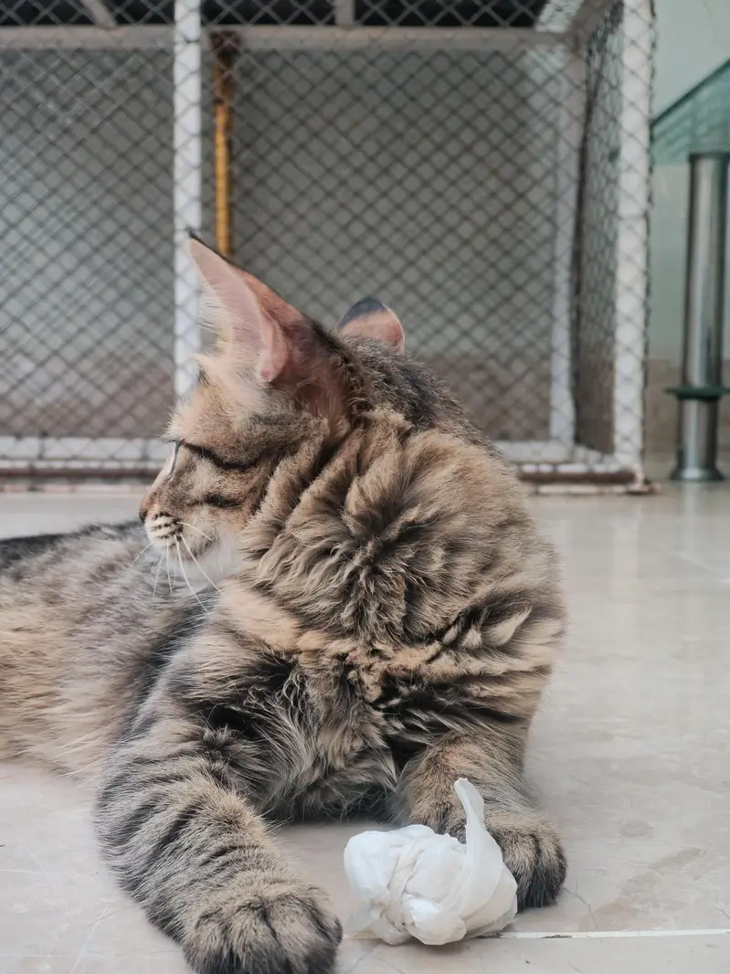 Brown Tabby Cat adpoted — photo 3
