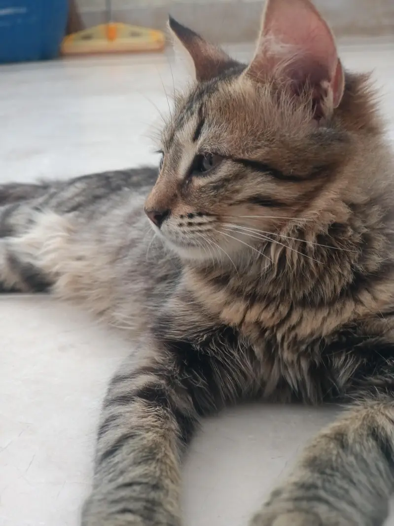 Brown Tabby Cat adpoted — photo 5