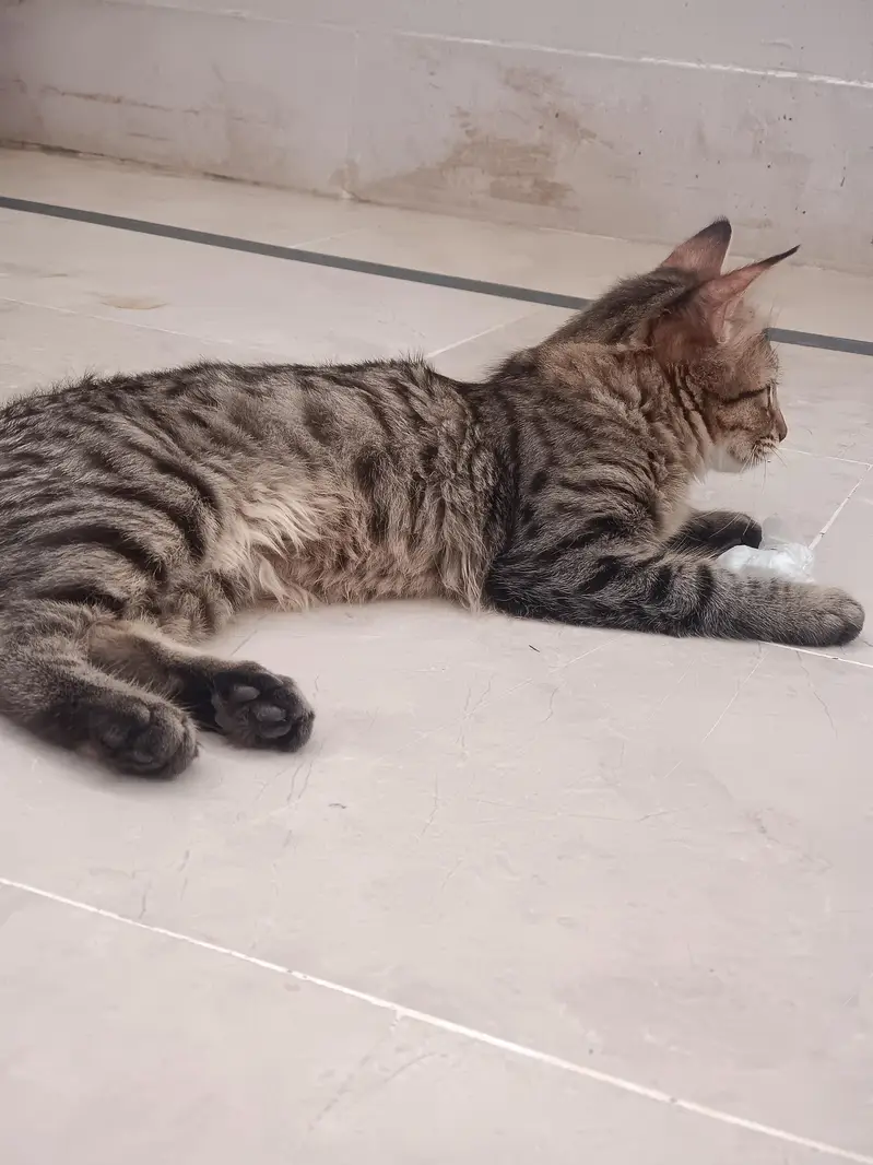 Brown Tabby Cat adpoted — photo 6