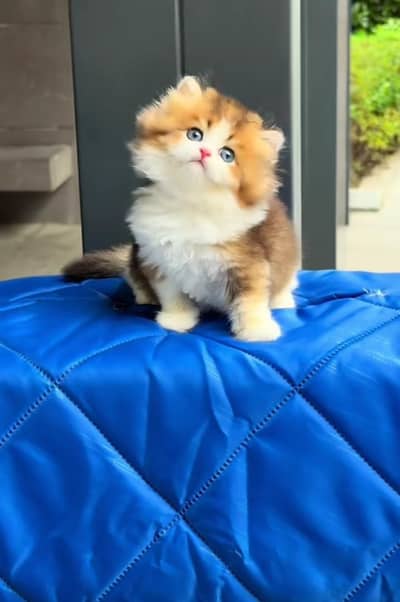 Persian kitten triple cot. for. . sale my WhatsApp03464290927