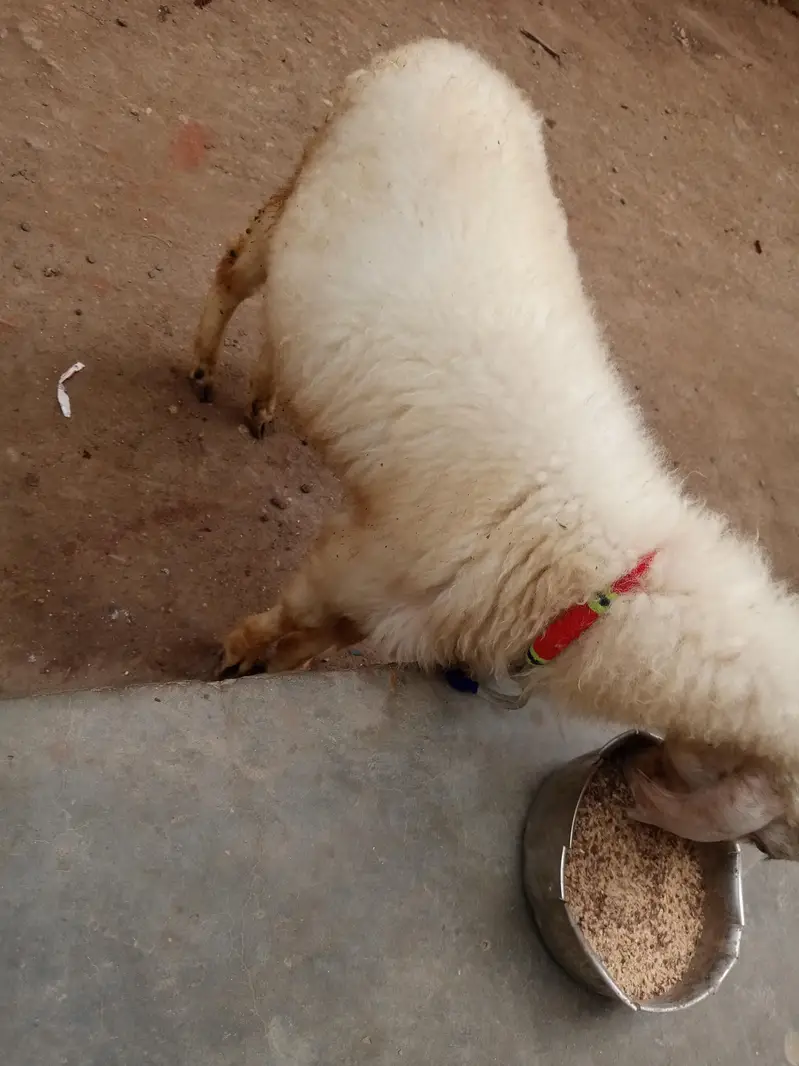 nar dumba age 4 se 5 manth — photo 2