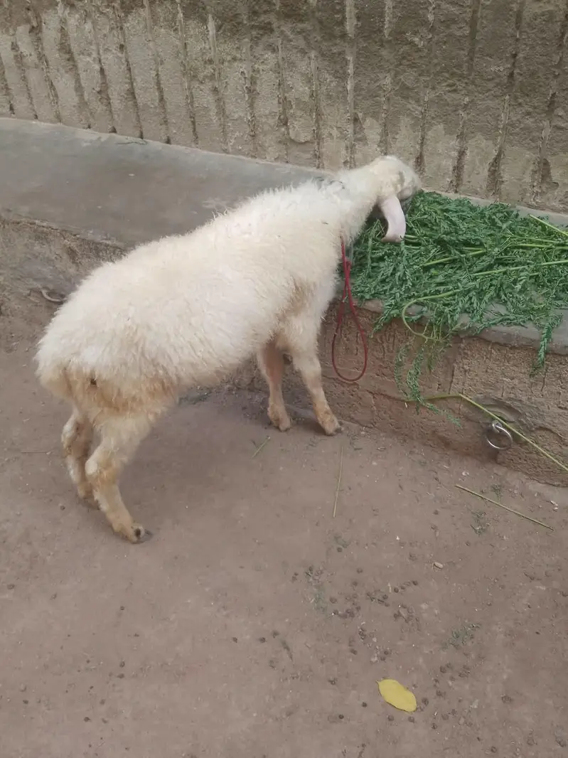 nar dumba age 4 se 5 manth — photo 4