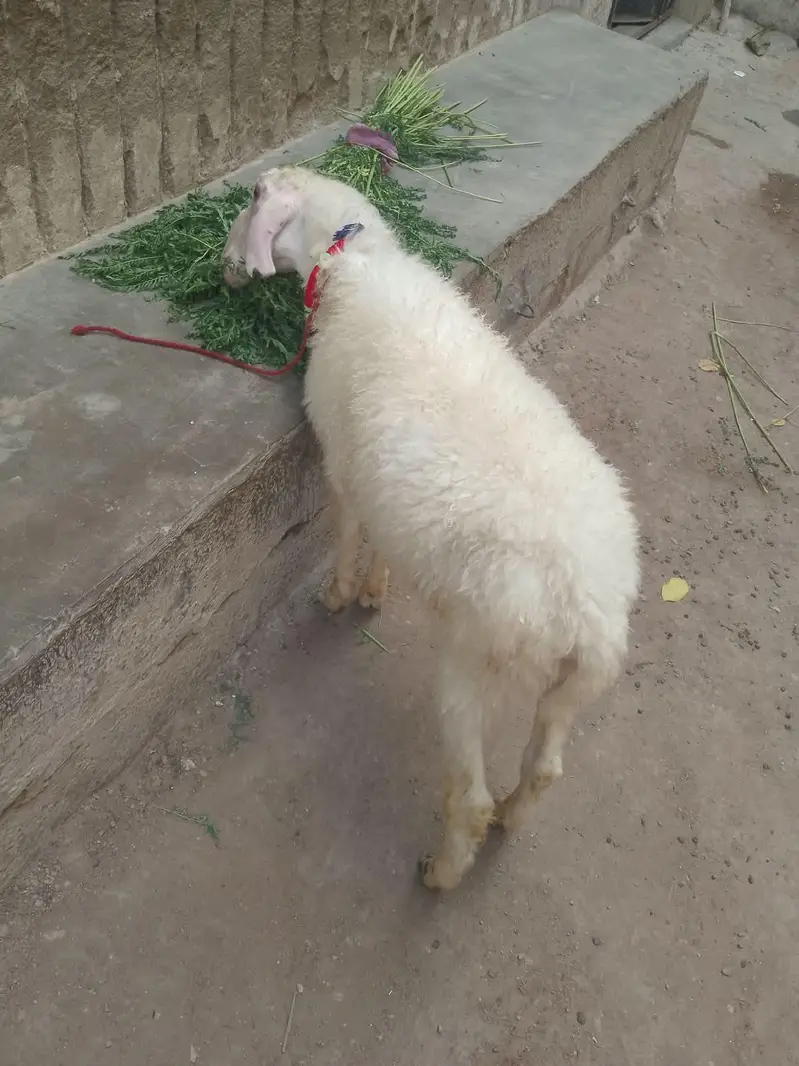 nar dumba age 4 se 5 manth — photo 5