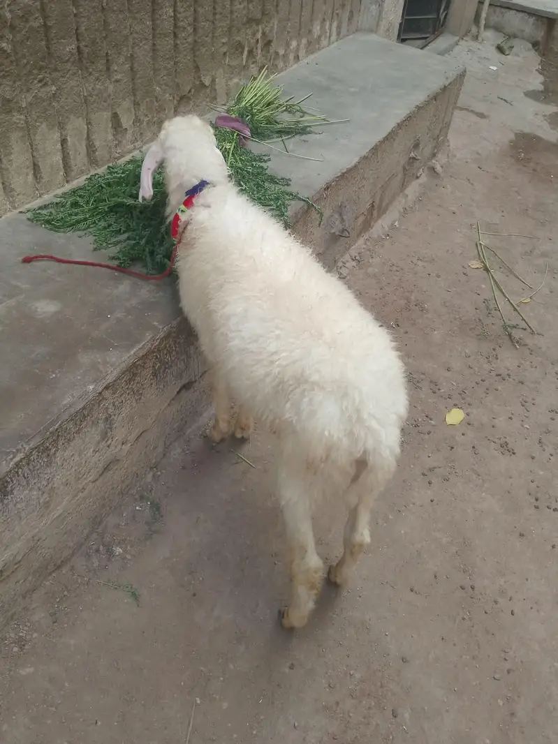 nar dumba age 4 se 5 manth — photo 7