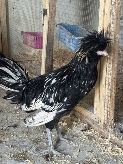 Silver laced polish male for sale