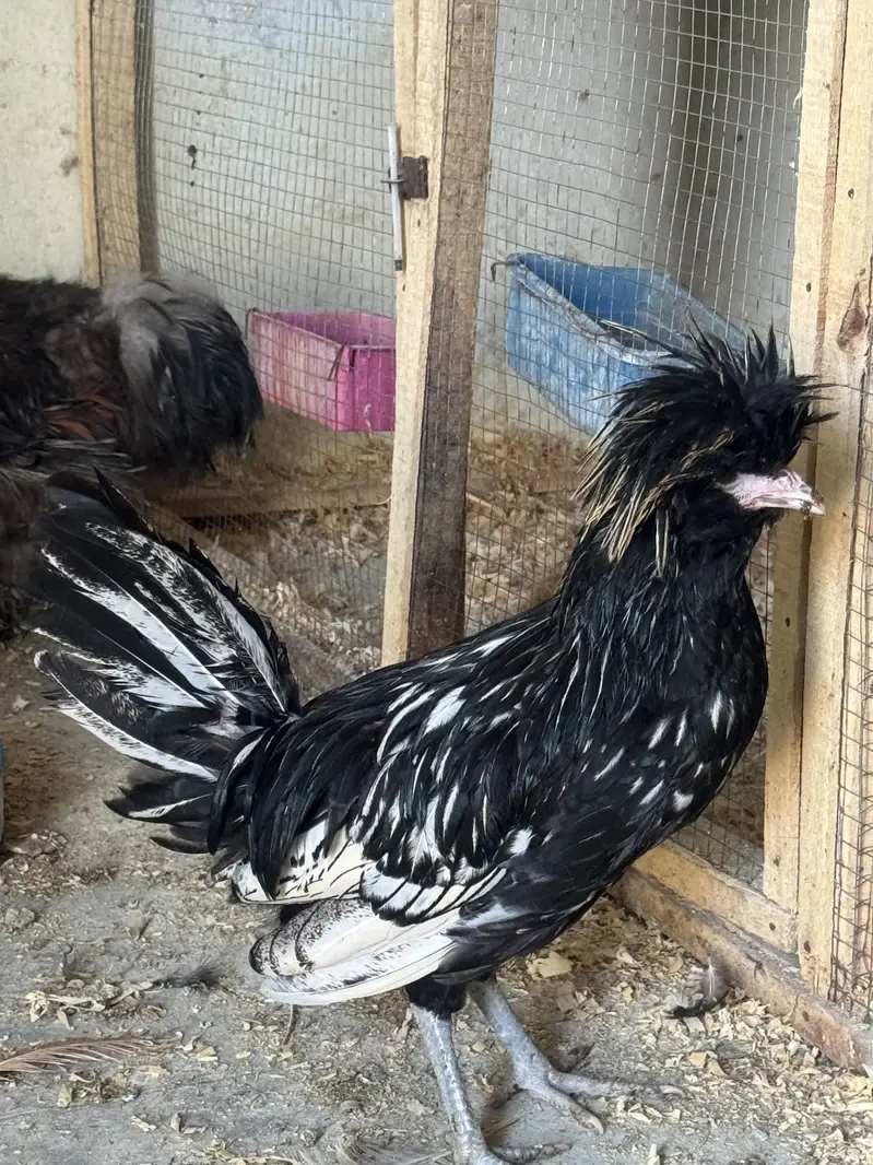 Silver laced polish male for sale — photo 2
